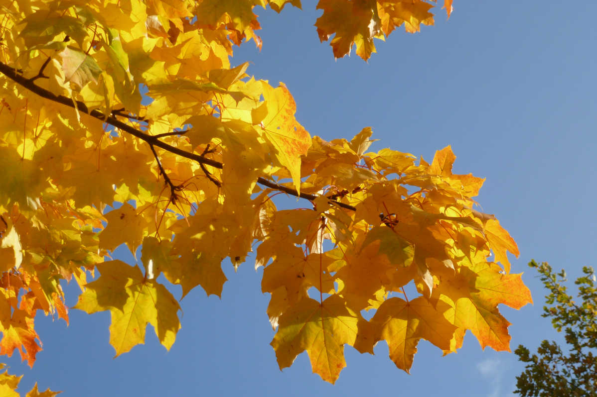 Herbst